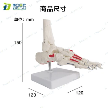 

Life size anatomia humana foot skeleton model with painted muscle human feel model for medical teaching and art showing