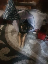 Pet-Bed Hammock Tent Nest Pet-Accessories Cozy-Products Cat-House Calming Dogs Small