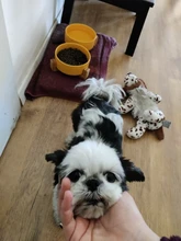 De cerámica tazón de perro gato plato con soporte de madera No derrame de alimentos para mascotas alimentador de agua gatos perros pequeños perros Pet