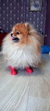 Zapatos para mascota de perro de lluvia, 4 unidades/lote S/M/L, botines de goma antideslizantes, impermeables, para perros y gatos