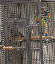 Juguetes Para loros y mascotas juguetes de madera, jaula colgante para loros pájaro divertido colgante juguete de pie suministros de entrenamiento de aves para mascotas