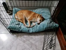 HOOPET Pet Dog Mat Soft Pillow Bed For Dogs Soft Flannel Thickened Pet Soft Fleece Pad