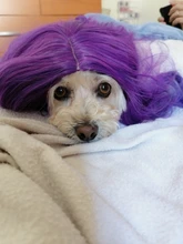 MSIWIGS mujer púrpura 22 colores Cosplay peluca ondulado corto sintético resistente al calor de pelo Rosa Rubio Ombre porque peluca