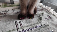 Tapas de uñas suaves para gatos, pegamento adhesivo 5x, aplicador 5x, XS, S, M, L, cubierta, gato, pata, garra, zot, 100 Uds.