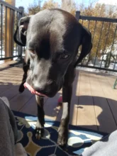 Leash Set Collars Lead Name Custom Personalized Adjustable Plaid Suit Id-Tag Faber