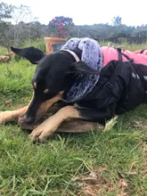 Pet-Dog-Clothes Clothing Walking-Harness Dogs Outdoor Waterproof Large Winter Medium