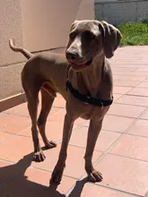 Arnés de nailon sin tirones para perro, arneses de perro mascota ajustables, chaleco para perros medianos y grandes, Pitbull Bulldog, Pastor Alemán, S-XL, negro