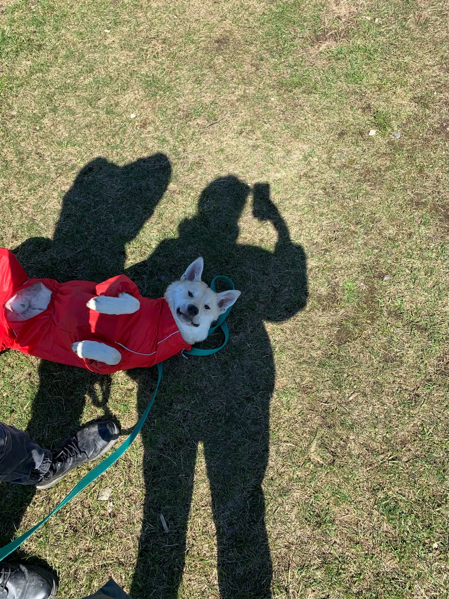 DogMEGA Reflective and Waterproof Raincoat for Dog photo review