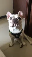 Arnés de perrito arneses de perro mascota reflectante para perros Bulldog francés Chihuahua ajustable perro de Seguridad entrenamiento chaleco para andar sin tirones