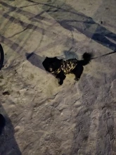 Puppy-Clothes Dog-Jacket Small Chihuahua Waterproof Winter Camo-Pattern Petshop Perro