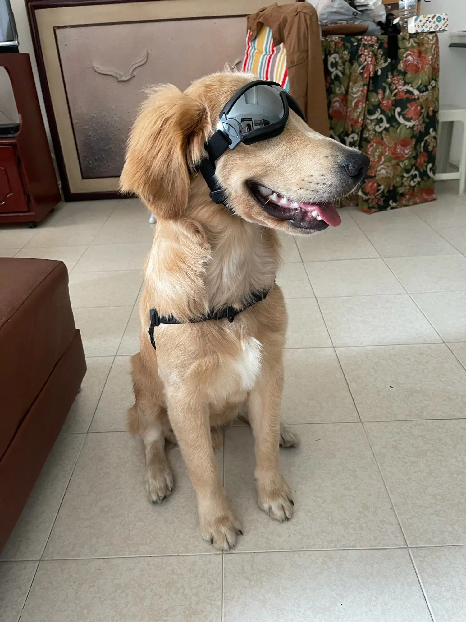 Adjustable Goggles for Dog Waterproof, Windproof and AntiUV Goggles