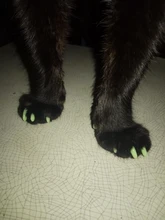 Tapas de uñas suaves para gatos y mascotas, Protector de uñas de silicona, pegamento adhesivo gratis, tamaño XS, S, M y L, 100 unids/lote