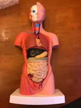 Torso humano cuerpo modelo de anatomía, anatómico médico los órganos internos para la enseñanza Dropshipping. Exclusivo.