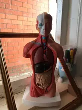 Torso humano cuerpo modelo de anatomía, anatómico médico los órganos internos para la enseñanza Dropshipping. Exclusivo.