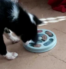 Container Pet-Bowl Puppy-Feeder Dog-Puzzle Eating Feeding Interactive-Slow Portable IQ