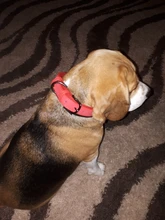 Collar Pet-Products Puppy Engraved French Bulldog Small Dogs Custom Personalized Pug