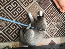 Arnés para perro o gato ajustable, reflectante, para gatos, exteriores, para perros pequeños, para caminar, Chihuahua, Terier