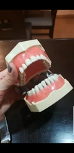 Modelo de enseñanza Dental de Modelo Dental, modelo estándar con mordedores de 32 tornillos, goma dura suave, 28 y 24 dientes