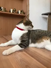 Collar de gato flocado para gatitos y mascotas, suministros