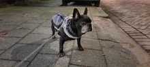 Jacket Vest Pet-Dog-Coat Dogs French Bulldog Waterproof Large Winter for Big Autumn Warm