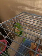 Parrot-Feeder Cage-Accessories Pet-Bird-Supplies Plastic Vegetable-Holder Food-Container