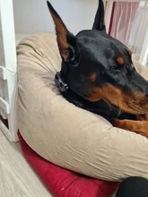 Vibration Pet Dog-Collar Remote-Control Shock Electric Rechargeable Waterproof 800m 