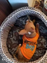 Leash-Set Pet-Products Dog-Harness Dogs Adjustable Small Chihuahua Walking Nylon And