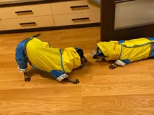 Jumpsuit Raincoat Pet-Cloak Teddy Waterproof-Jacket HOOPET Dogs Chihuahua for Small Cat