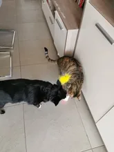 Vaso Swing juguetes para gatos gato interactivo equilibrio coche gato juguete de persecución con Catnip para mascotas productos para Dropshipping. Exclusivo.