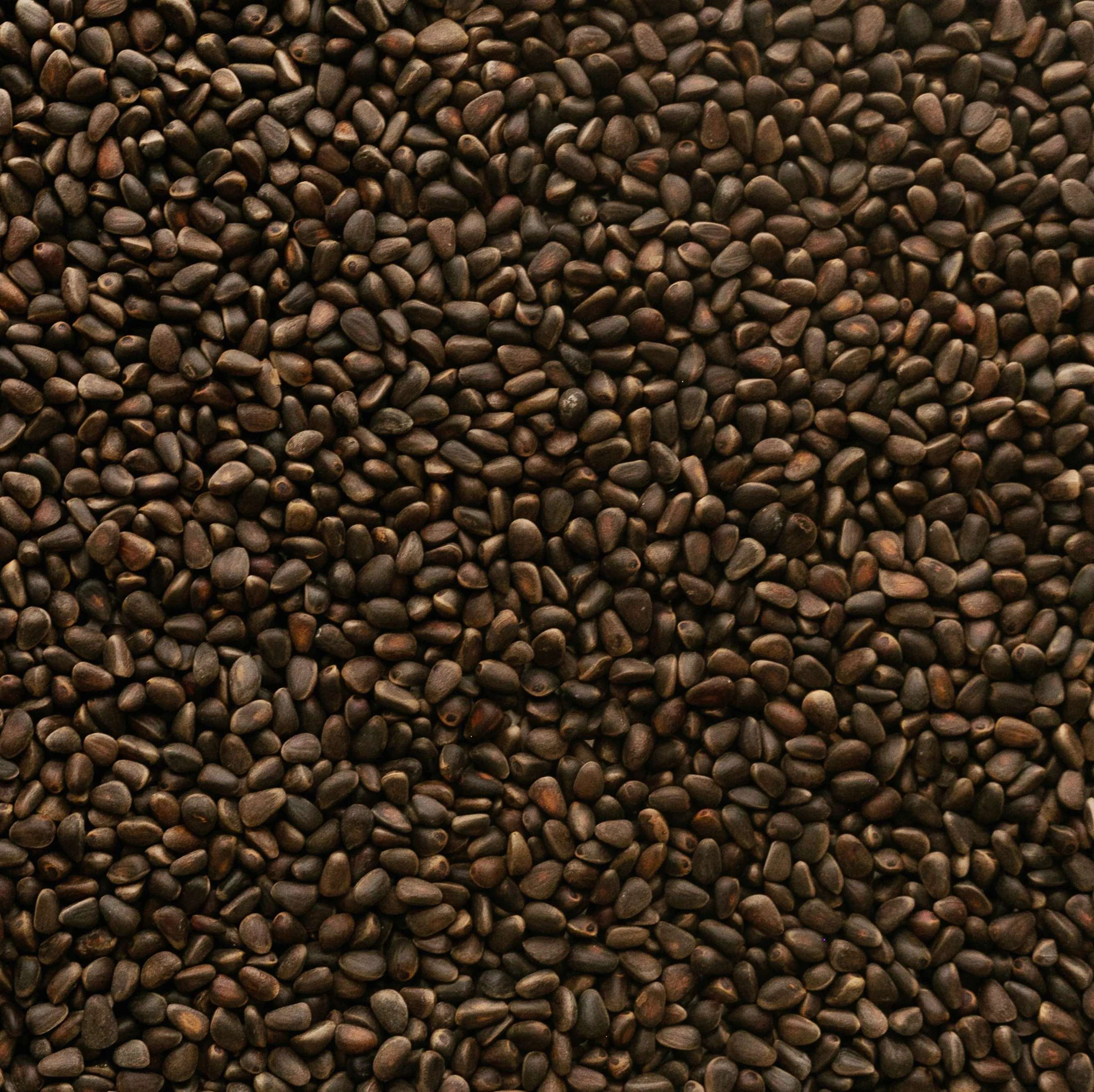 Cedar nut in Shell dried 500 gr package