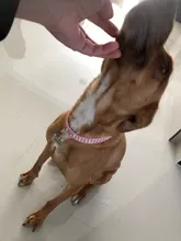 Collar de estrás para perro 3 filas de cuero de gamuza de Diamante gato cachorro 5 colores para pequeño mediano perros Chihuahua Yorkshire