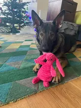 Dog-Chew-Toys Puppy-Toy Pets-Products Dogs Squeaky Corduroy Mascotas-Supplies Bite-Resistant