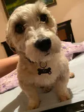 Pet-Id-Tag Pendant Pet-Accessories Puppy Engraved Keyring-Bone Personalized-Collar 