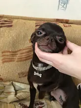 Collar ostentoso de perro de cristales para cachorro, Collar brillante con diamantes de imitación para mascotas, suministros de Perros pequeños S/M/L