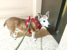 Truelove Pet Dog Harness Large Small For Pitbull Reflective Safety Harness For Dogs