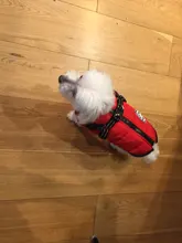 Vest Coat Jacket Harness Dog-Clothing French-Bulldog-Pet Dogs Small Waterproof Winter