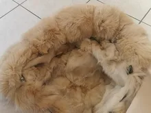 BLUENESSFAIR-Chaqueta larga impermeable de invierno para mujer, abrigo de piel de zorro y mapache Natural, ropa de calle extraíble, 2020