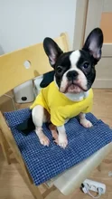 Ropa de perro de moda ropa de invierno para perros pequeños perros mediano chaqueta de abrigo Chihuahua ropa para mascotas para pequeño mediano perros Carlino