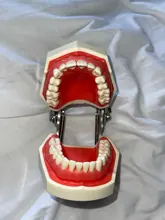 Modelo de enseñanza Dental de Modelo Dental, modelo estándar con mordedores de 32 tornillos, goma dura suave, 28 y 24 dientes