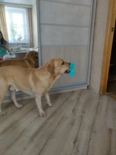 Dog-Toys Pet-Toothbrush Dog-Accessories Puppy-Chew-Toys Rubber Kong Bulldog French Perro