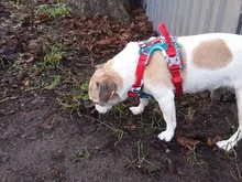 Truelove-arnés frontal de nailon para perro, chaleco sin tirones, arnés de seguridad ajustable suave para perro, pequeño, grande, para correr, entrenamiento, Bulldog francés