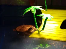 Rest-Bulb Heat-Lamp Reptile-Tortoise Tortuga Basking UVA Uvb-3.0 Temperature-Controller