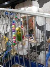 Swing-Toy Perch Beads Bird-Supplies Parrots Wooden Hanging Natural with Colorful