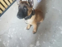 Collar táctico militar ajustable para perro, collares para perro y mascotas, correa de Control, Asa de entrenamiento, Collar de Gato para perros pequeños y grandes