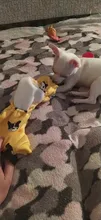 Ropa de Perro de algodón francés mascota Bulldog mono caliente Ropa de mascotas para pequeños perros mediano traje de invierno traje de Perro Ropa de Perro
