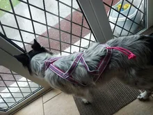 Harness Pet-Agility-Products Pet-Training Reflective Dog-Weight Walking for Padded-Nylon