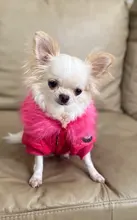 New Arrival Noble Pet Dogs Winter Vest Coat Fur Collar Russia Classic Dogs Clothing Soft