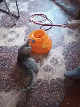 3 Levels Pet Cat Toy Funny Tower Tracks Disc Cat Tracks Toys Training Intelligence Amusement