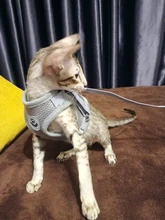 Vest Leash-Set Harness-Leads Puppy Yorkies Reflective Kitten Small Dogs Nylon Mesh And