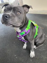 Truelove Front Nylon Dog Harness No Pull Vest Soft Adjustable Safety Harness For Dog